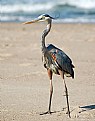 Picture Title - heron-2