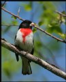 Picture Title - Rose-breasted Grosbeak