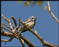 Picture Title - Black-and-white Warbler