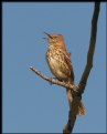 Picture Title - Brown Thrasher