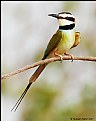 Picture Title - White-throated Bee-eater