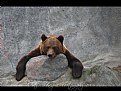 Picture Title - Bear