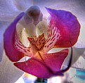 Picture Title - Phalaenopsis