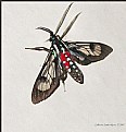 Picture Title - Clear  wings moth