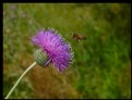 Picture Title - BizzyBee