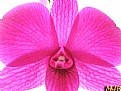 Picture Title - Orquídea VII