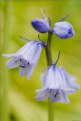 Picture Title - Blue Bonnets