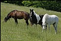 Picture Title - Horses near Yonah, Ga