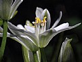 Picture Title - Star of Bethlehem