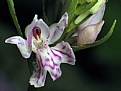 Picture Title - Dactylorihza fuchsii