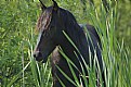 Picture Title - Black Stallion