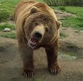 Picture Title - Grizzly Greetings