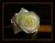 White Rose