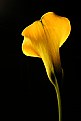 Picture Title - Calla Lily 1