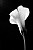 Calla Lily in B & W
