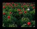 Picture Title - Different tulip