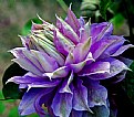 Picture Title - Clematis - a profile