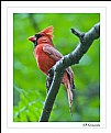 Picture Title - Singing Cardinal