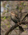 Picture Title - Red-winged Blackbird (female)