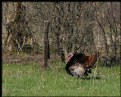 Picture Title - Tom Turkey