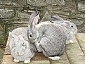 Picture Title - Wee Three