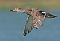 Picture Title - Gadwall