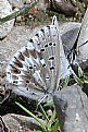 Picture Title - Arrowhead Blue