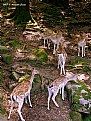 Picture Title - Meeting in the forest