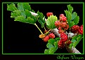 Picture Title - Mulberry