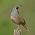 Picture Title - California Quail