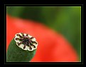 Picture Title - Field poppy