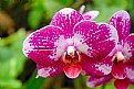Picture Title - Orchidea 