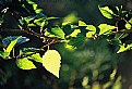Picture Title - Green and Gold