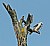 White- tailed Kite eating a vole