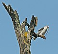 Picture Title - White- tailed Kite eating a vole
