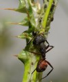 Picture Title - Ant