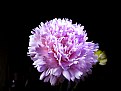 Picture Title - Carnation