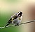 Goldfinch