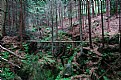 Picture Title - fallen forest