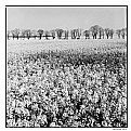 Picture Title - white spring