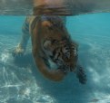 Picture Title - Tiger Underwater