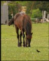 Picture Title - Grazing with a friend