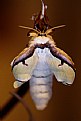 Picture Title - Emerging Luna Moth #1