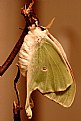 Picture Title - Emerging Luna Moth #3