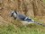 Blue Jay