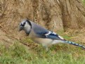 Picture Title - Blue Jay