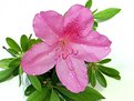 Picture Title - Pink Azalea