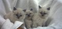 Picture Title - Three littie kittens