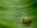 Picture Title - yellow and green