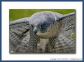 Picture Title - Juneau -- Tundra Peregrine Falcon